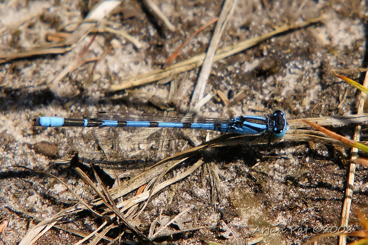 Azuurwaterjuffer mannetje (juni 2008 - Boswachterij Hooghalen)