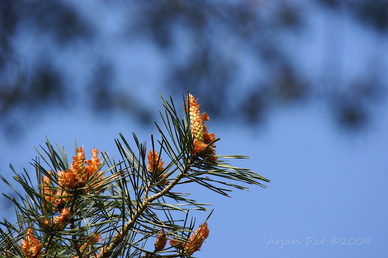 Mannelijke bloeiwijze van de grove den. (Boswachterij Hooghalen; april 2009)