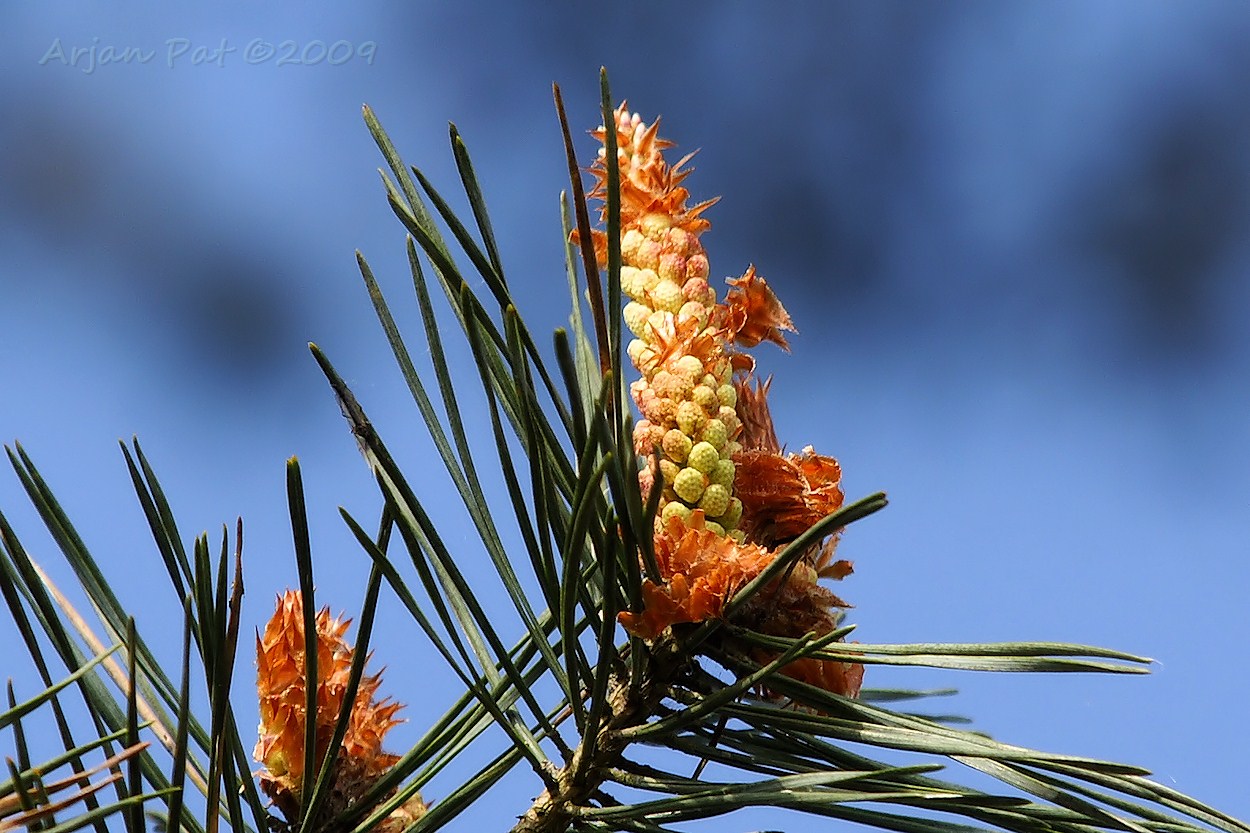 Uitvergroting mannelijke bloeiwijze.