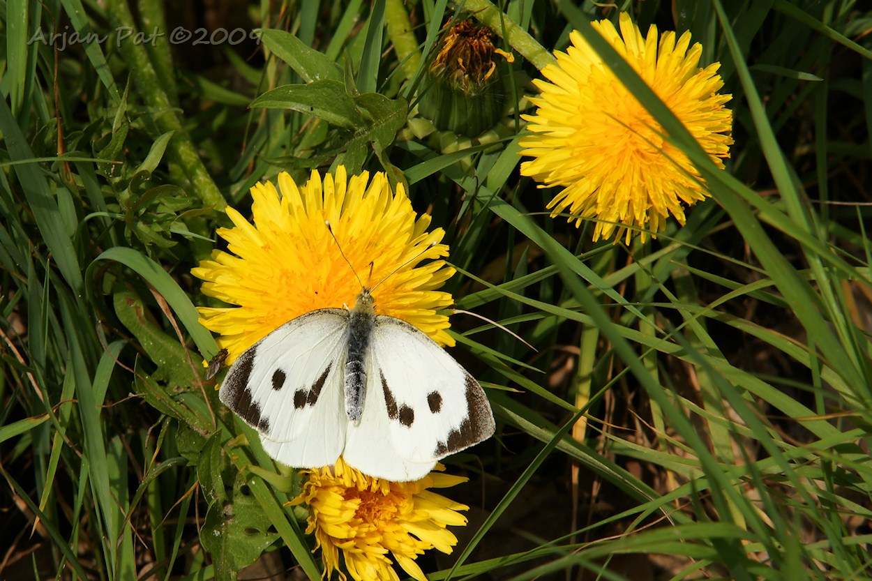 Groot koolwitje (vrouwtje) op paardenbloem (Boswachterij Hooghalen - april 2009)