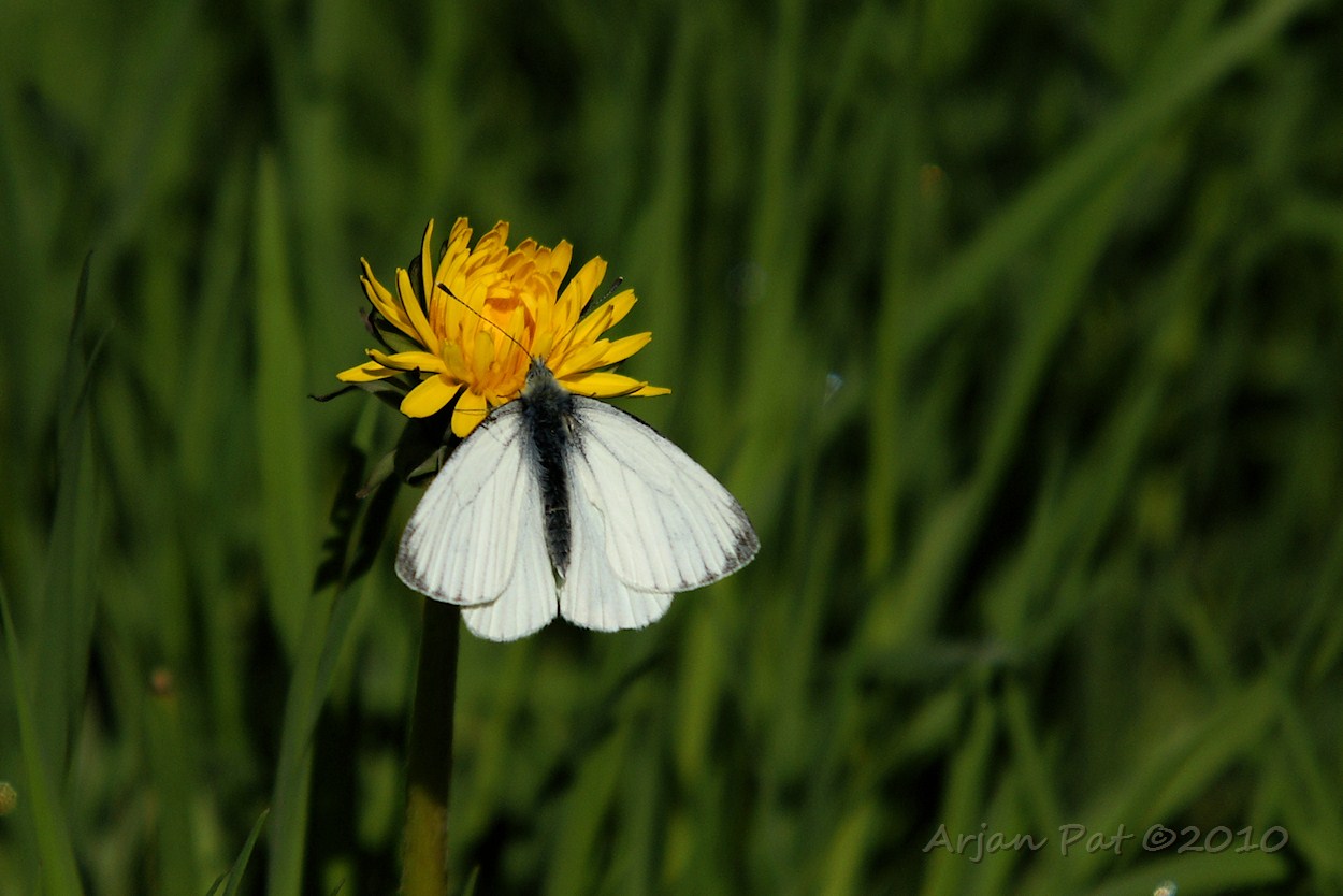 Groot koolwitje (zonder stippen) op ontluikende paardenbloem (mei 2010)