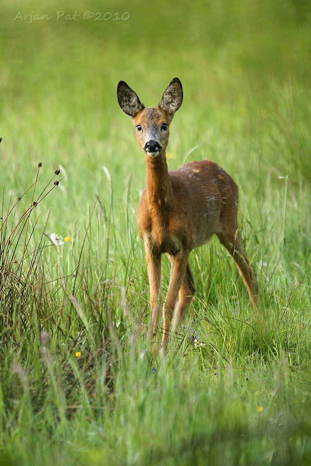 Bambi