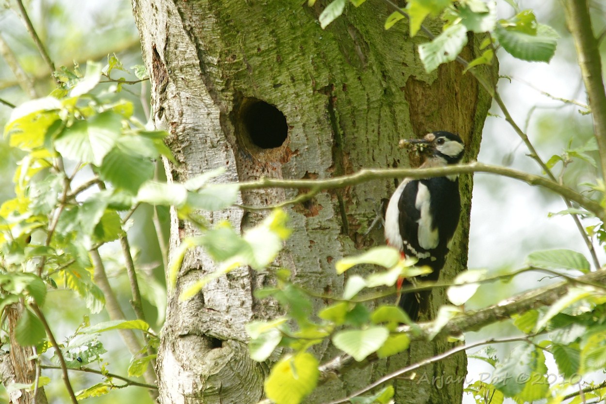 Grote bonte specht (vrouwtje)