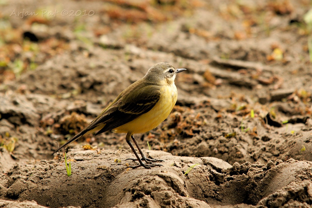 Gele kwikstaart - vrouwtje