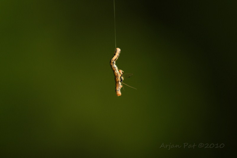 Een sluipwesp, die een spanrups, van de grote wintervlinder, aanvalt (legt nu of straks eitjes in de rups)