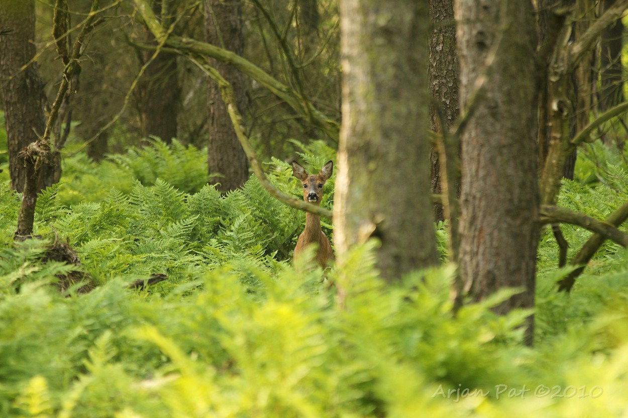 Ree in het Nuilerbosch