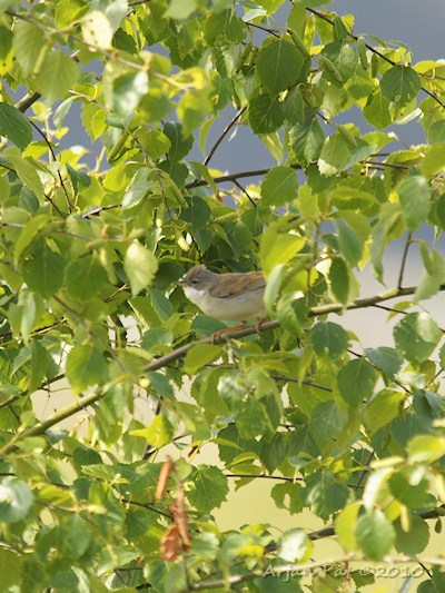 Bosrietzanger of kleine karekiet?