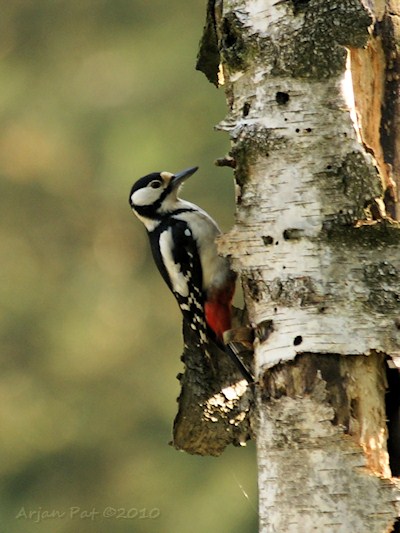 Grote bonte specht (vrouwtje)