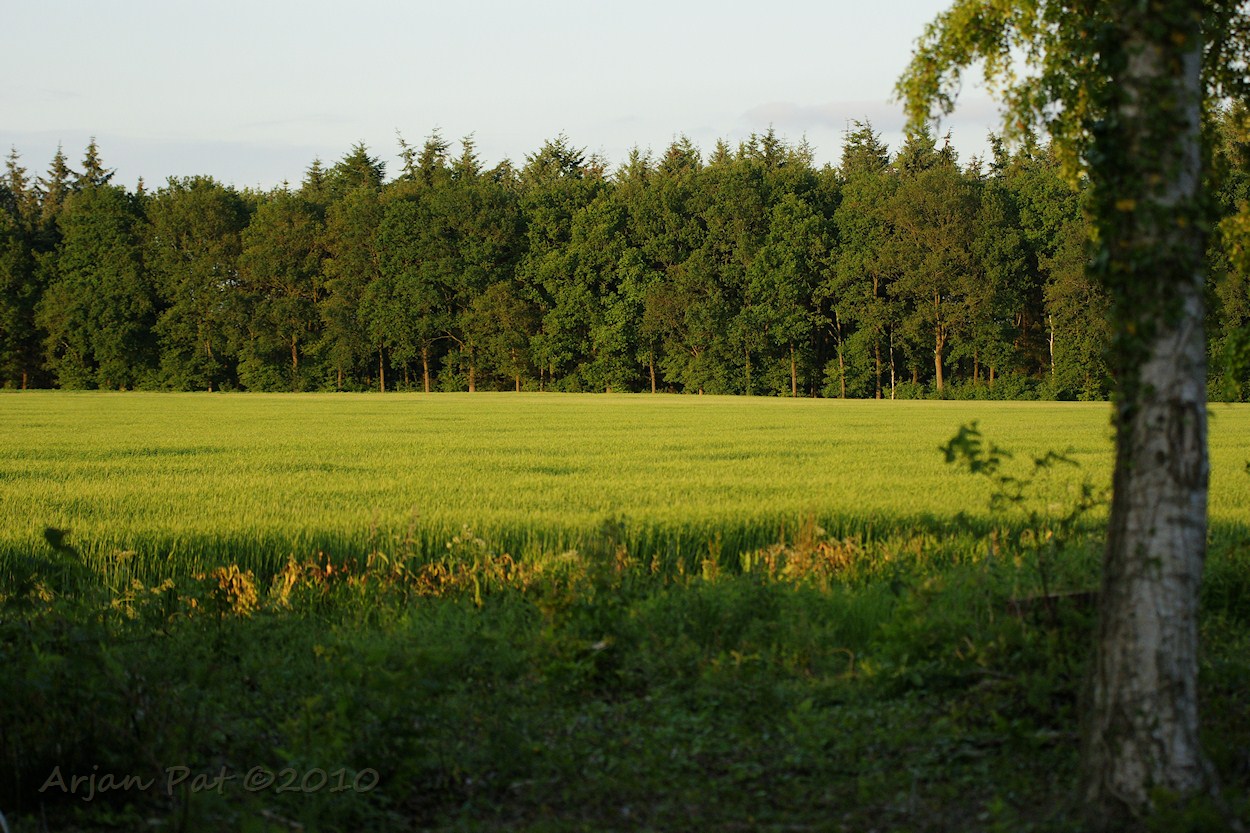 Bosrand in de avondzon.