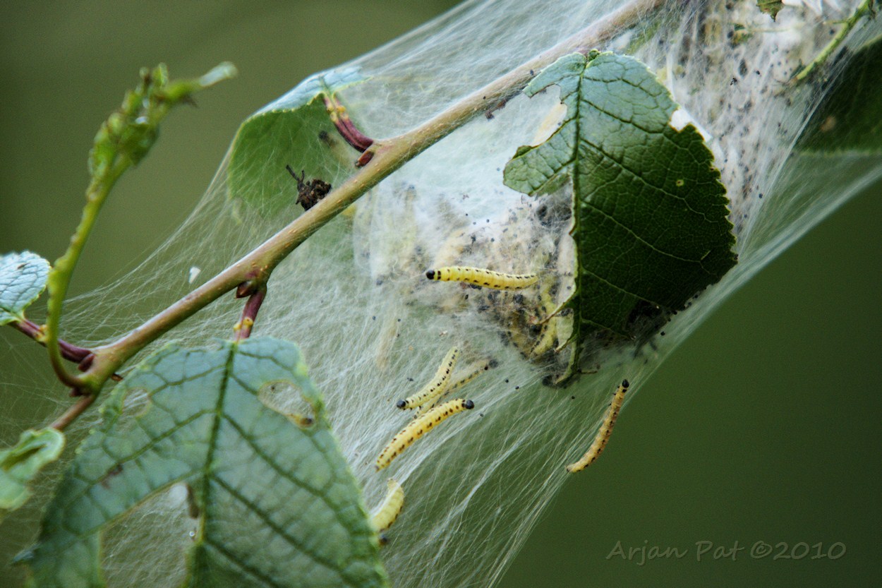 Rupsen; veel van dit soort 'nesten' in enen boom.