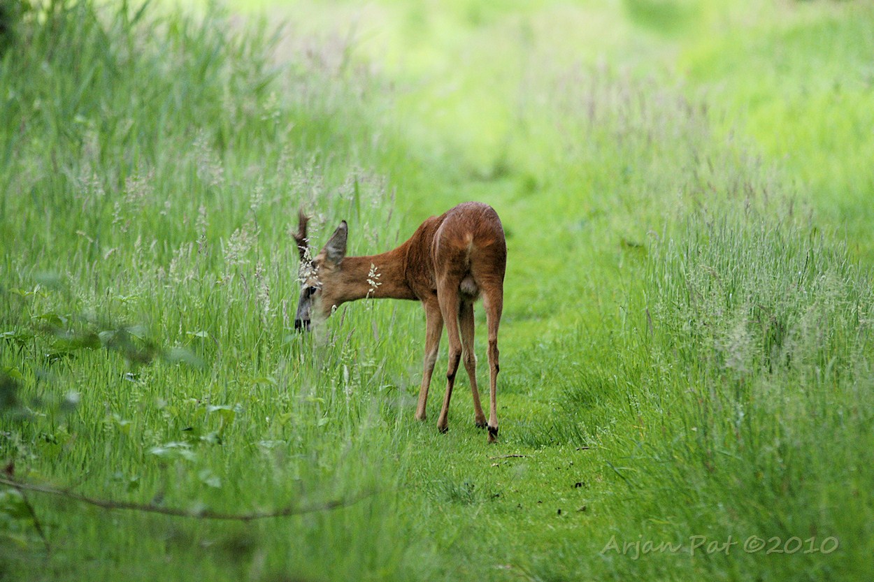 Reebok op 6-8 meter; kon poosje achter hem aan blijven lopen.
