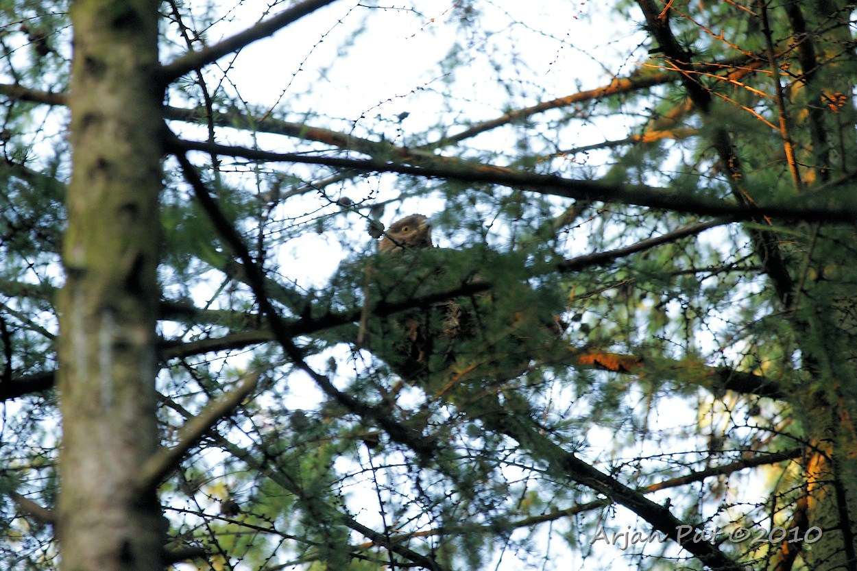 Buizerd ; landde vlak boven mij.
