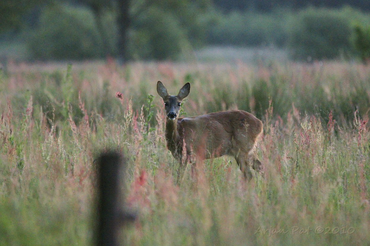 Deze reegeit zag mij wel, maar bleef rustig dooreten (afstand ca 8 meter en het was al erg schemerig)