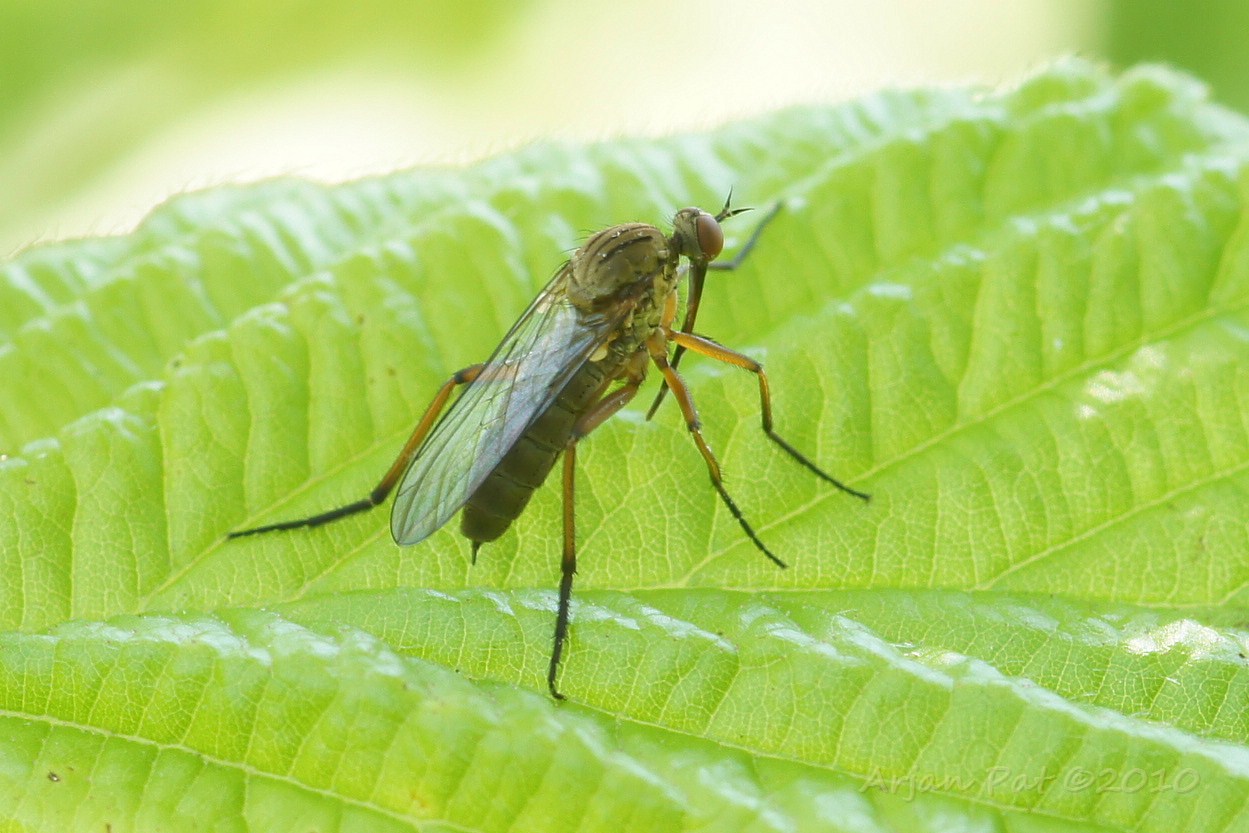 juni 2010 - Westersche Veld van Rolde