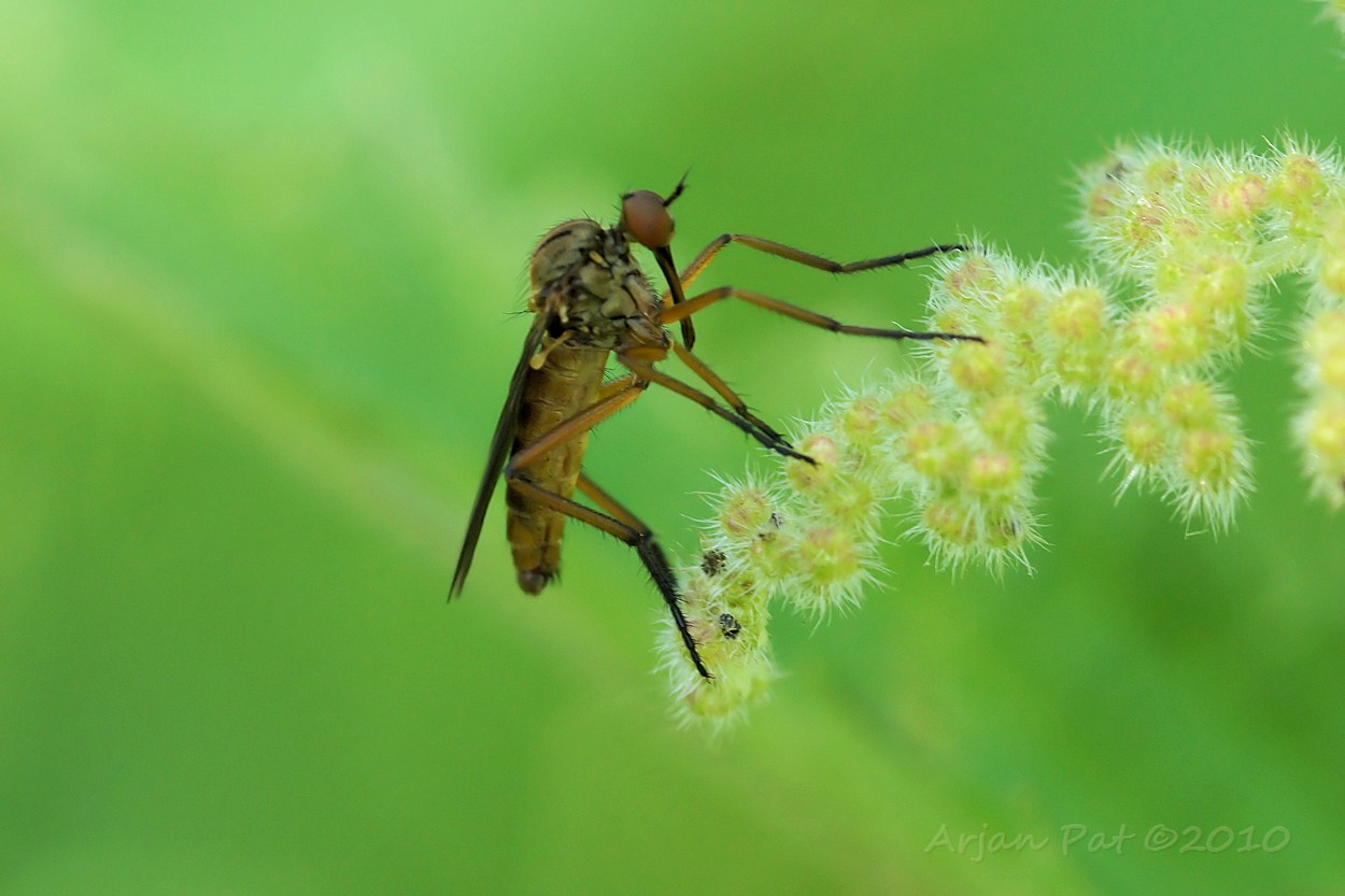 juni 2010 - Westersche Veld van Rolde