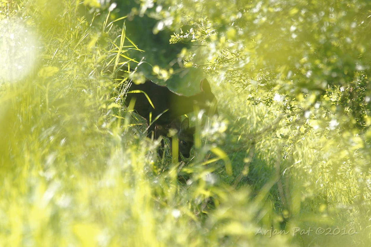 Foto tegen de zon ingenomen, maar het was een mooi gezicht; 2 jonge reeën, die lang twijfelden bij het oversteken van een sloot