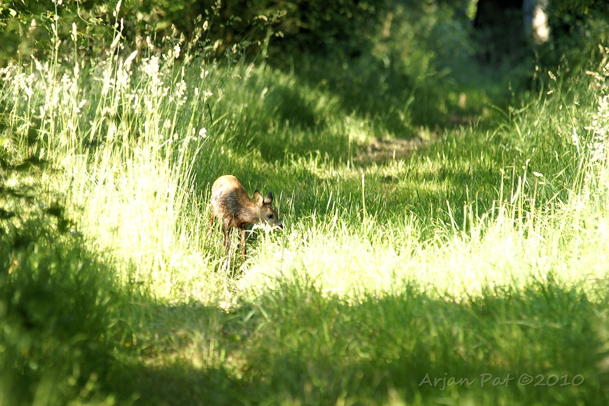 Even later; één van de jonge reeën, bleef eventjes achter voor een lekkere snack