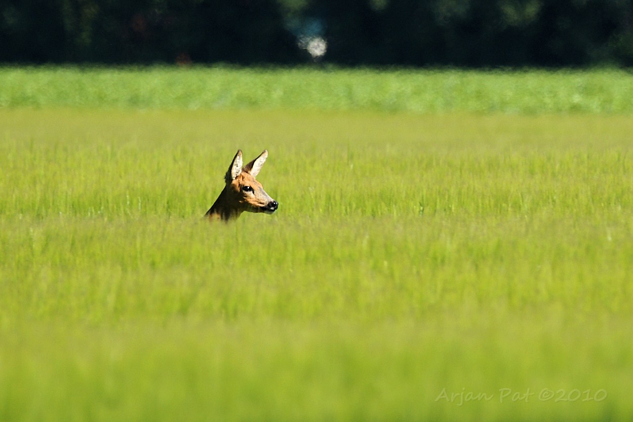 En plots kwam daar een ree aangehuppeld, dwars door de brouwgerst. Ze heeft me nooit gezien.