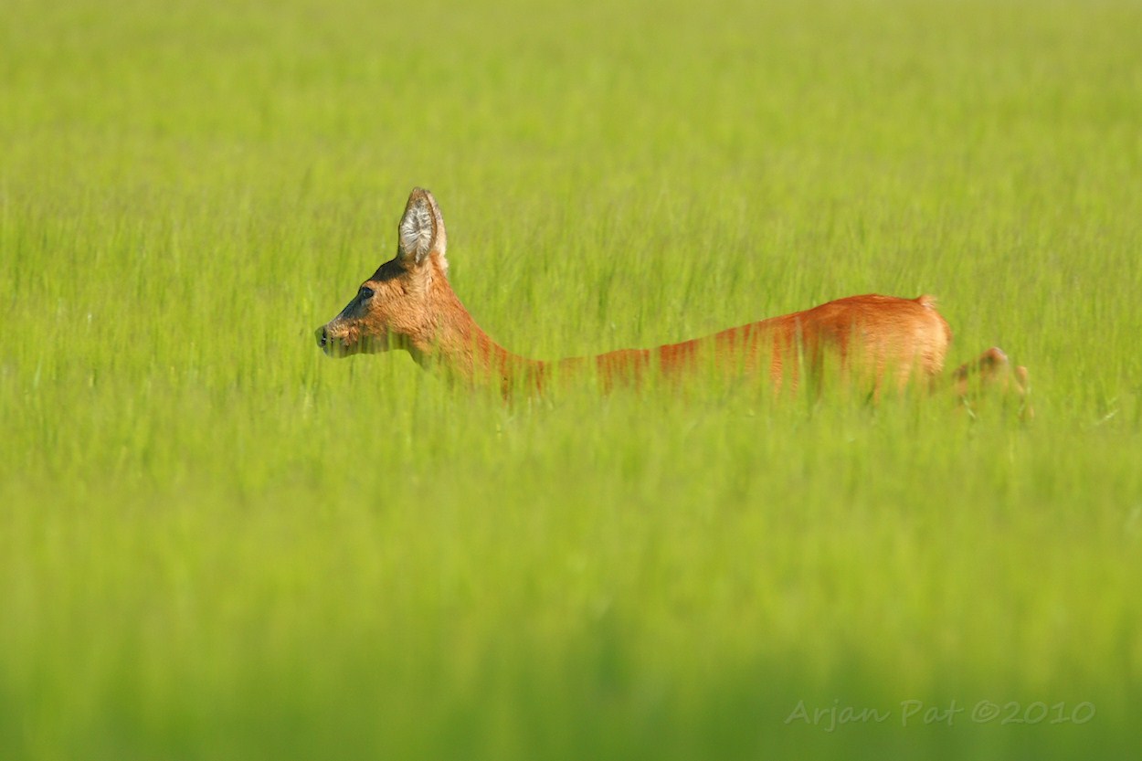Heen en weer, wat wil je nou? (Nu wel heel erg dicht bij) Pas je wel een beetje op !?