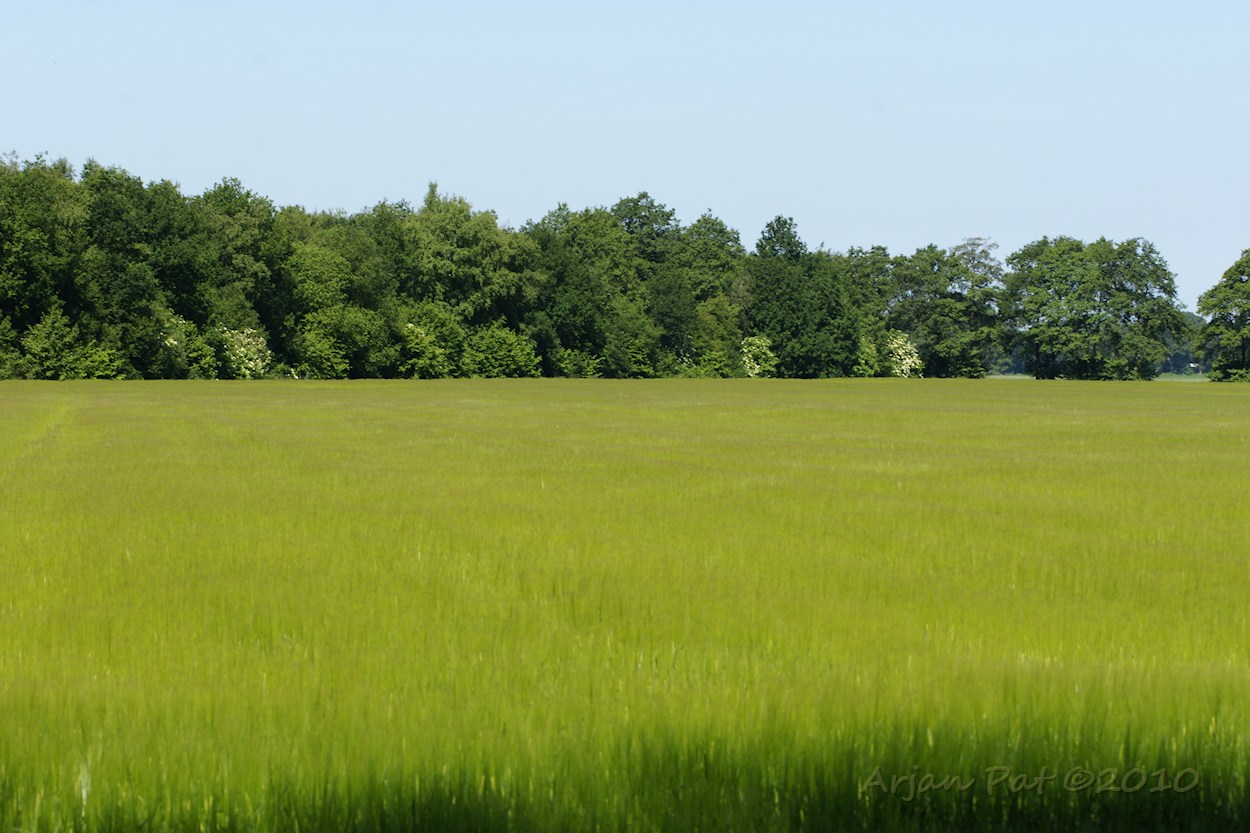 De brouwgerstvelden van Drenthe ;-)