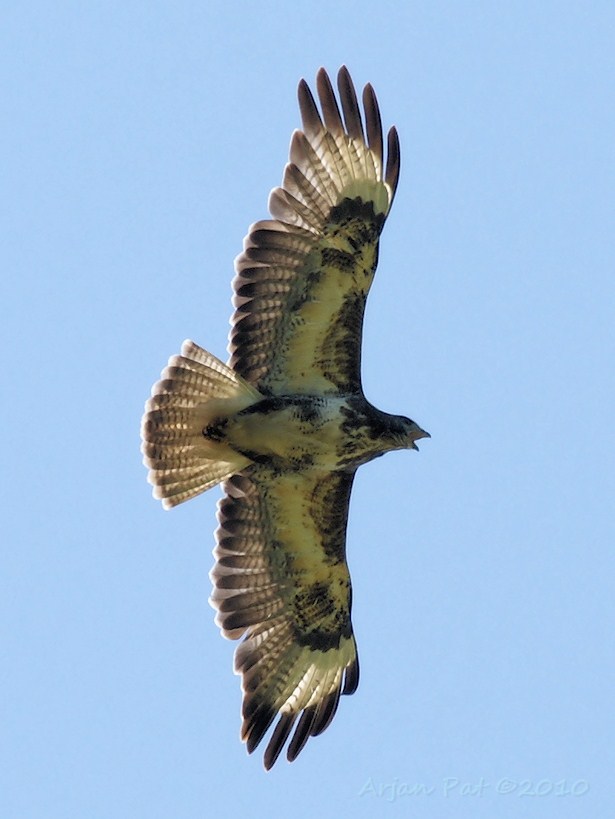 Wie is het mannetje en wie is het vrouwtje?