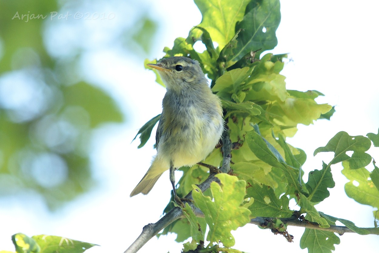 Lijkt mij meest op een (jonge) fitis (maar zou tjiftjaf kunnen zijn, want die heb ik ook gehoord)