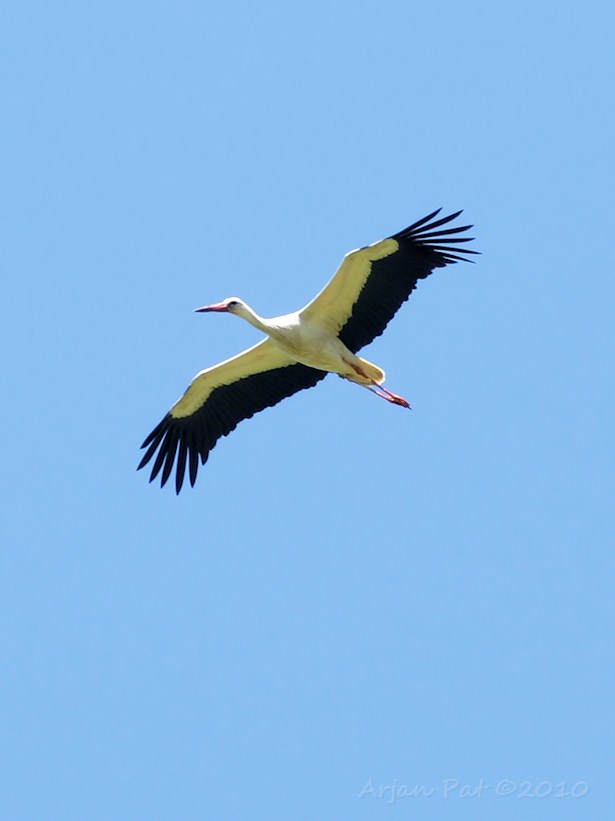 Ooievaar in vogelvlucht