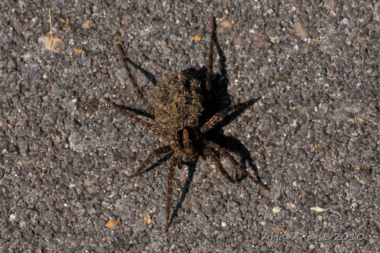 Gewone nachtwolfspin met jongen op de rug (Hooghalen - 24 juni 2010)