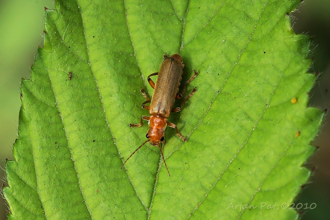 Rood soldaatje (25 juni 2010 - Balloërveld)