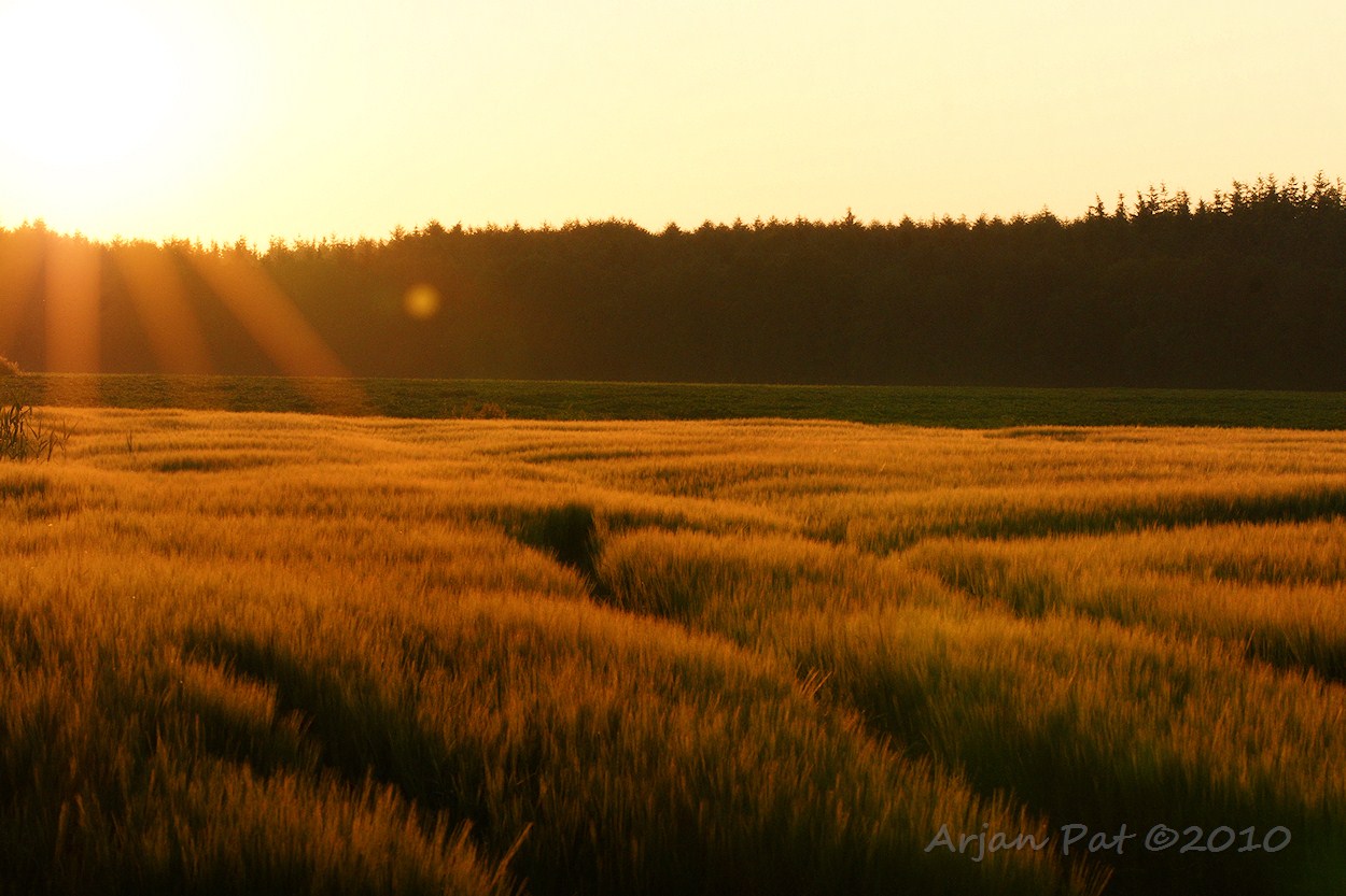 De brouwgerstvelden van Drenthe bij het ochtendgloren.