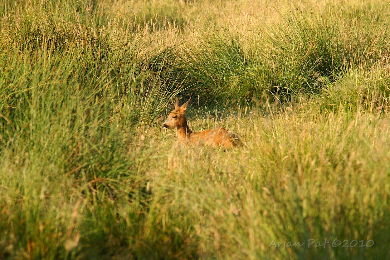 Ree die lekker in het zonnetje aan het herkauwen was en zo nu en dan een oogje dichtkneep.
