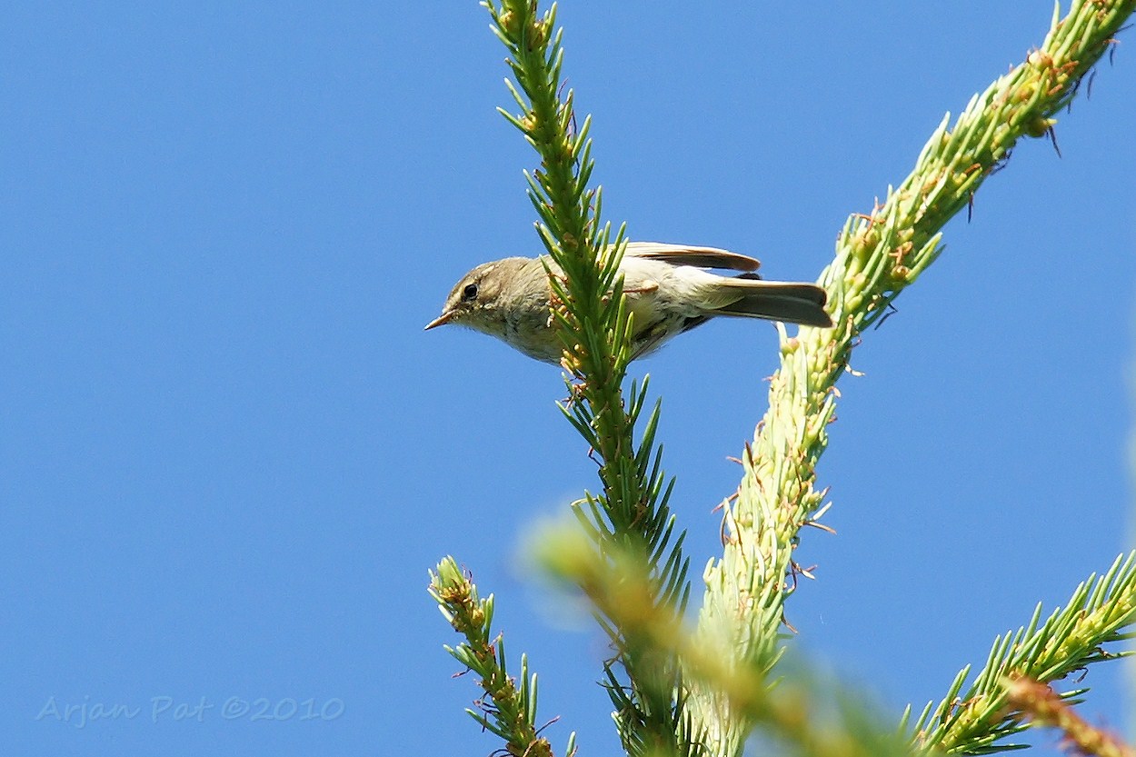 Ik snap er niks meer van; Pootjes van de fitis, maar zang van de tjiftjaf.