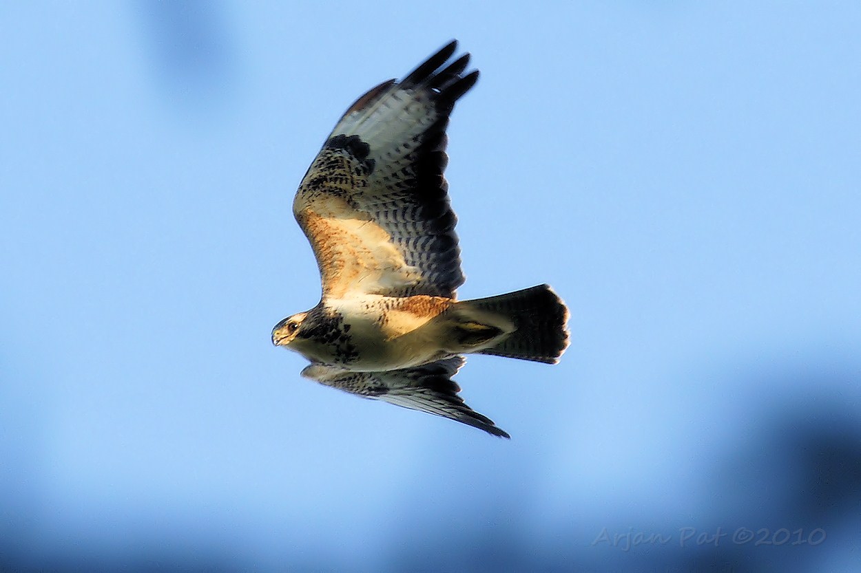Deze buizerd zat 'ergens' in een boom, maar welke... Hij/zij zag mij eerder en vloog net over de boomtoppen weg.