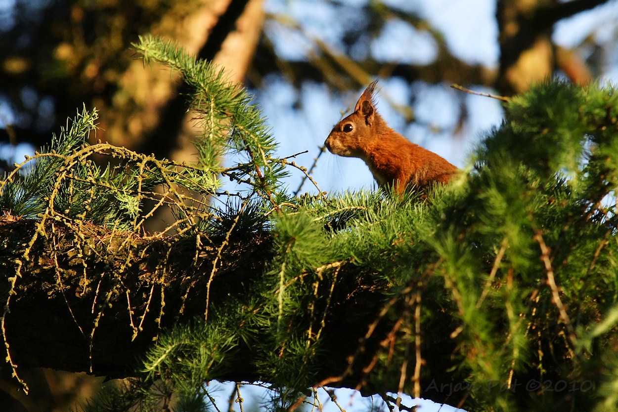 Eekhoorn in het zonnetje.