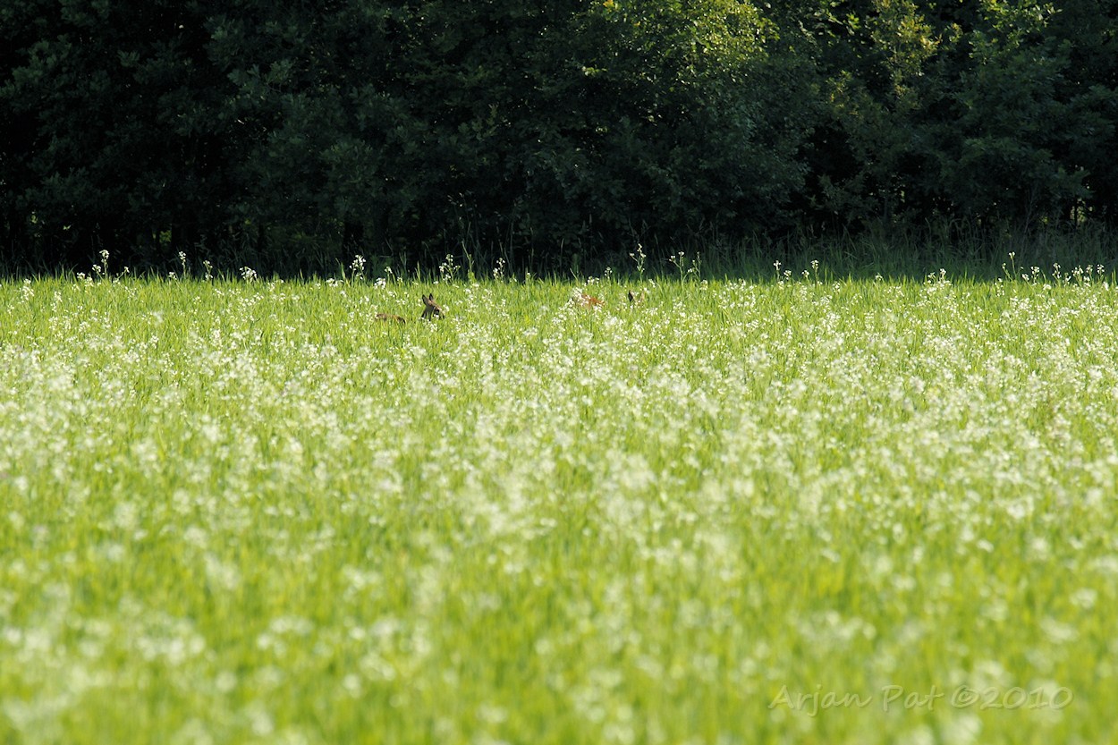 Even later, een andere ree met kalf.