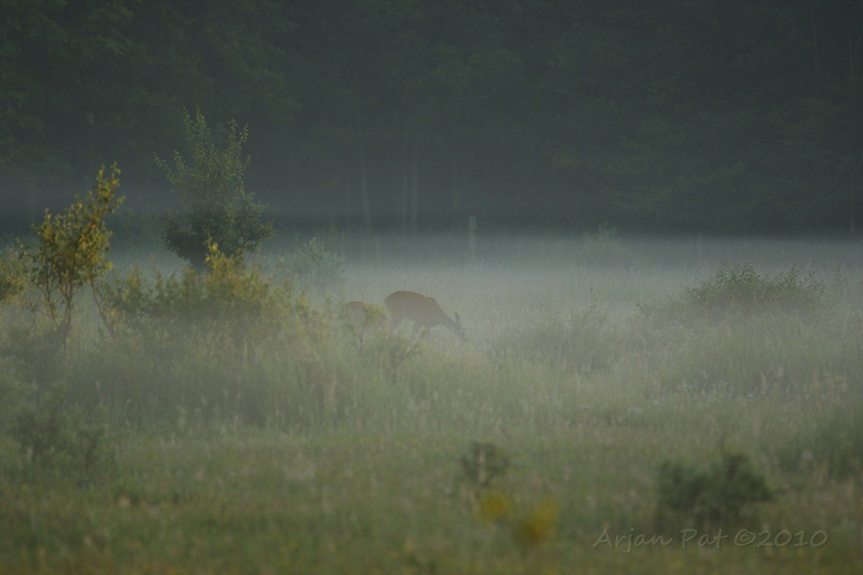 Reegeit met reekalf in de ochtendmist. (Zie je de twee mistlagen ook?)