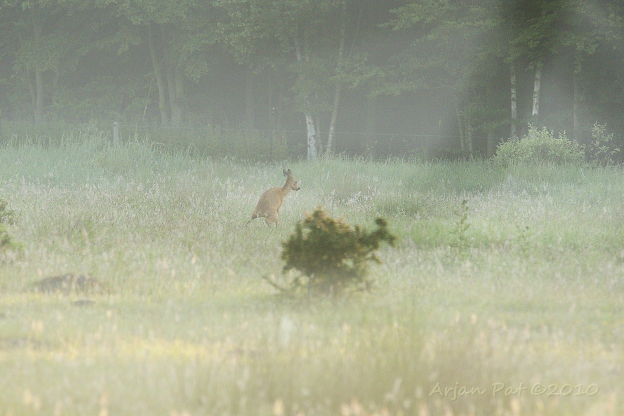 Reekalf aan de .....