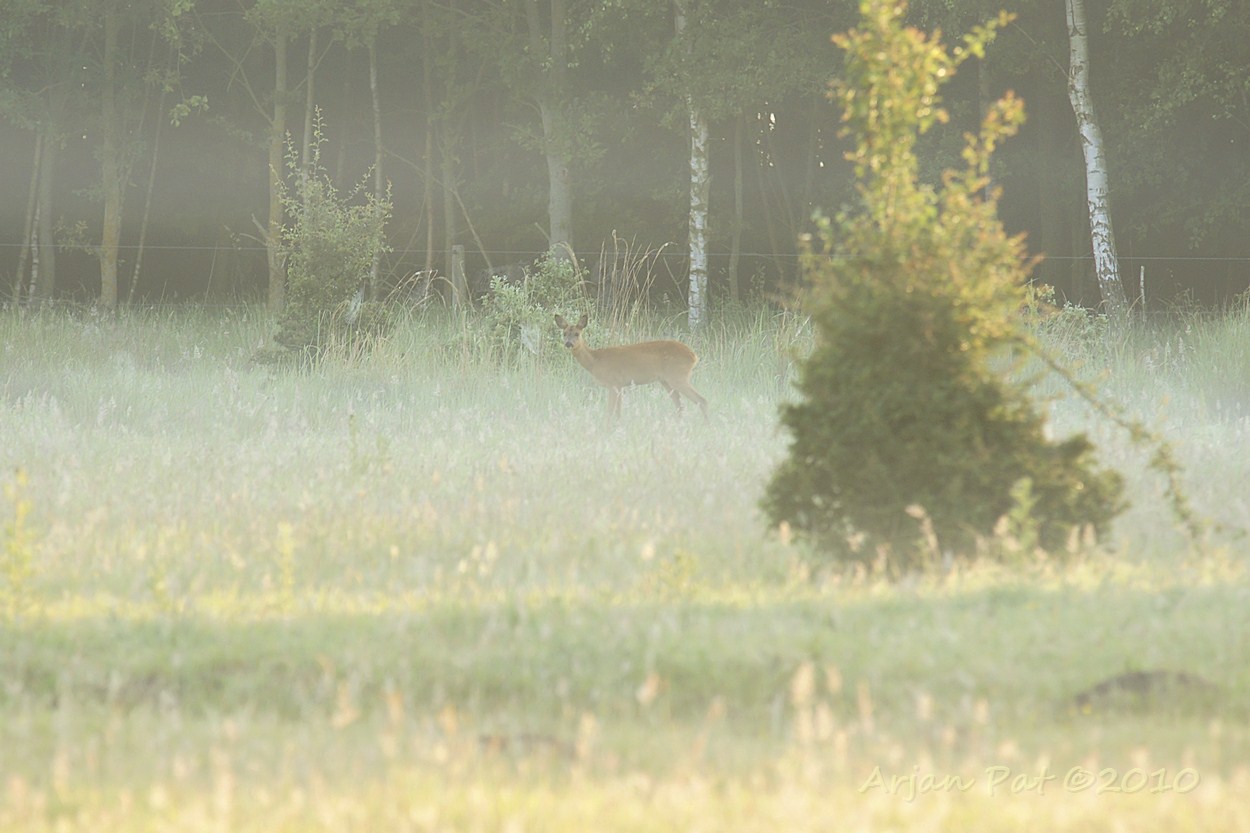 Kleuter ree ook nog maar een keer.