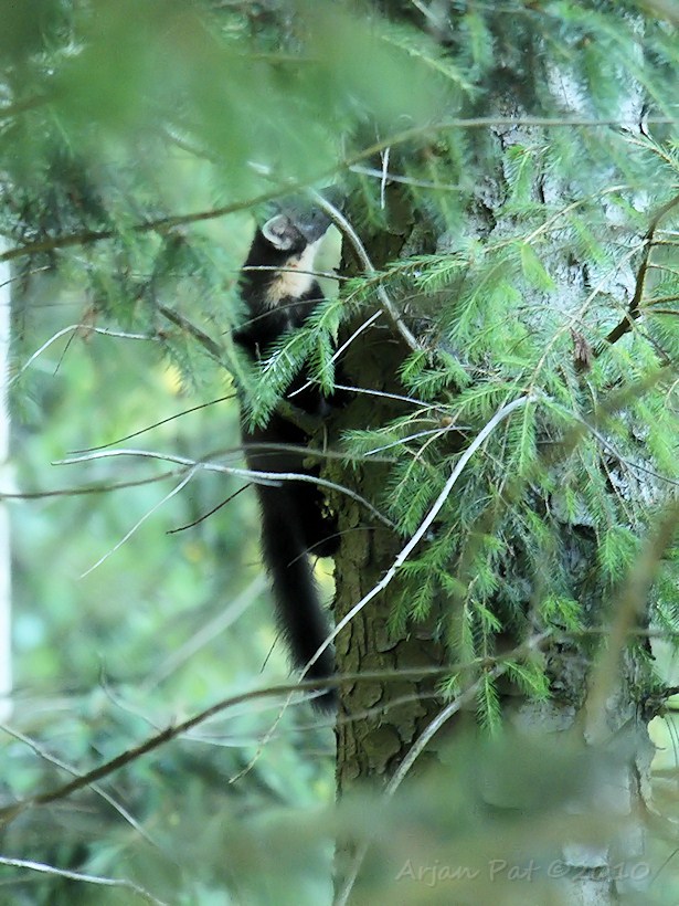 Hier kun je duidelijk zien, dat het om een boommarter gaat en niet om een steenmarter