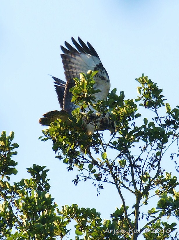 Buizerd aan het stuntelen bovenin een boomtop