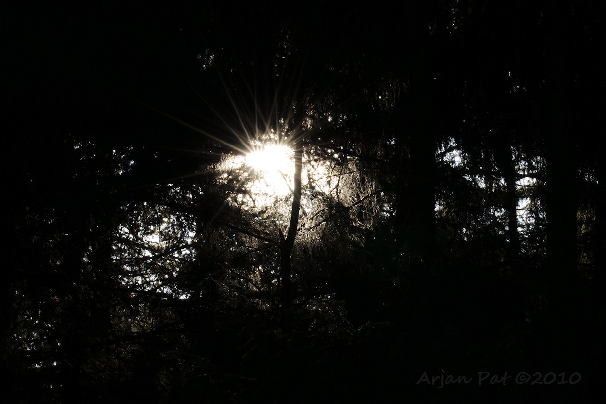 Het is net of er een laagje ijs om de takjes zit, zo krult het zonlicht om de takjes heen.