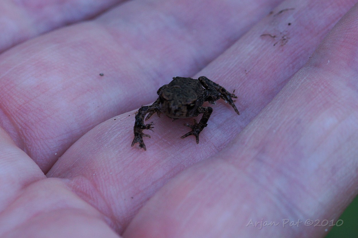 Héél veel kleine padjes. Bij elke stap moest je oppassen, dat je niet een paar op z'n kop trapte, wat onvermijdelijk ook gebeurt moet zijn. Zeker de eerste 100 meter, toen ik ze nog niet doorhad.