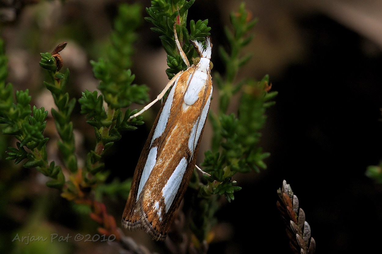 Brede vlakjesmot (juli 2010)