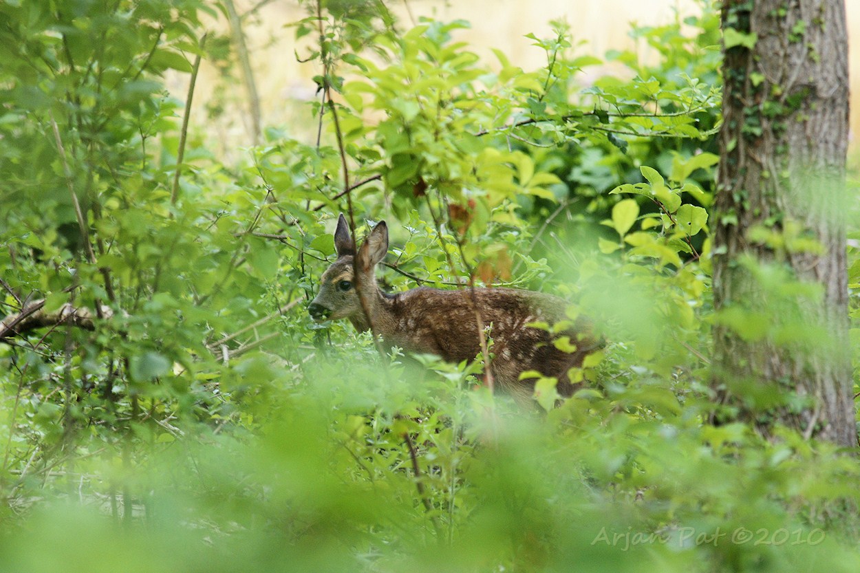 Reekalfje (1); kauwend op wat blaadjes.