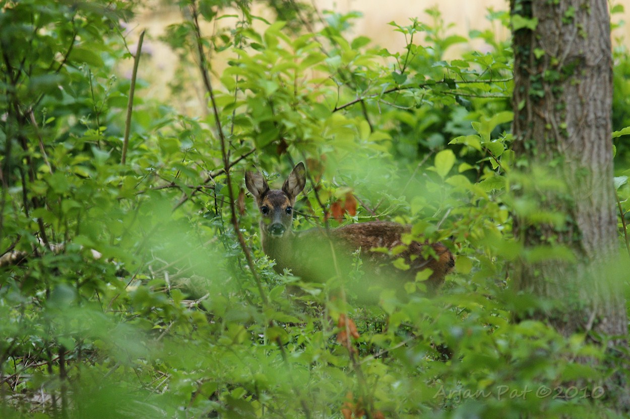 Reekalfje (1); lijkt ons in de gaten te hebben, maar ging daarna lekker door met knabbelen en liep daarna rustig de bushbush in.