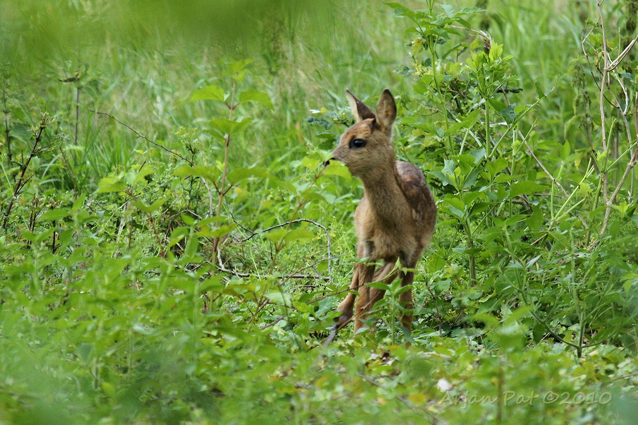 Reekalfje (2); de kleinste en jongste van de beide