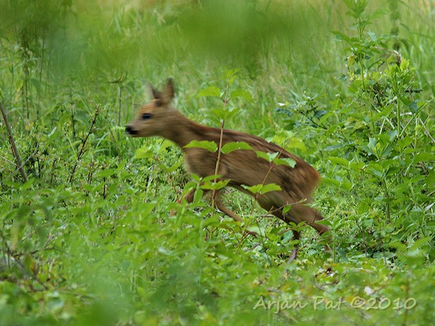 En een beetje springen (Reekalfje 2).