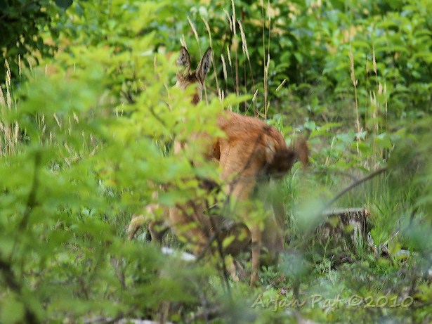 Even wat drinken bij moeders.