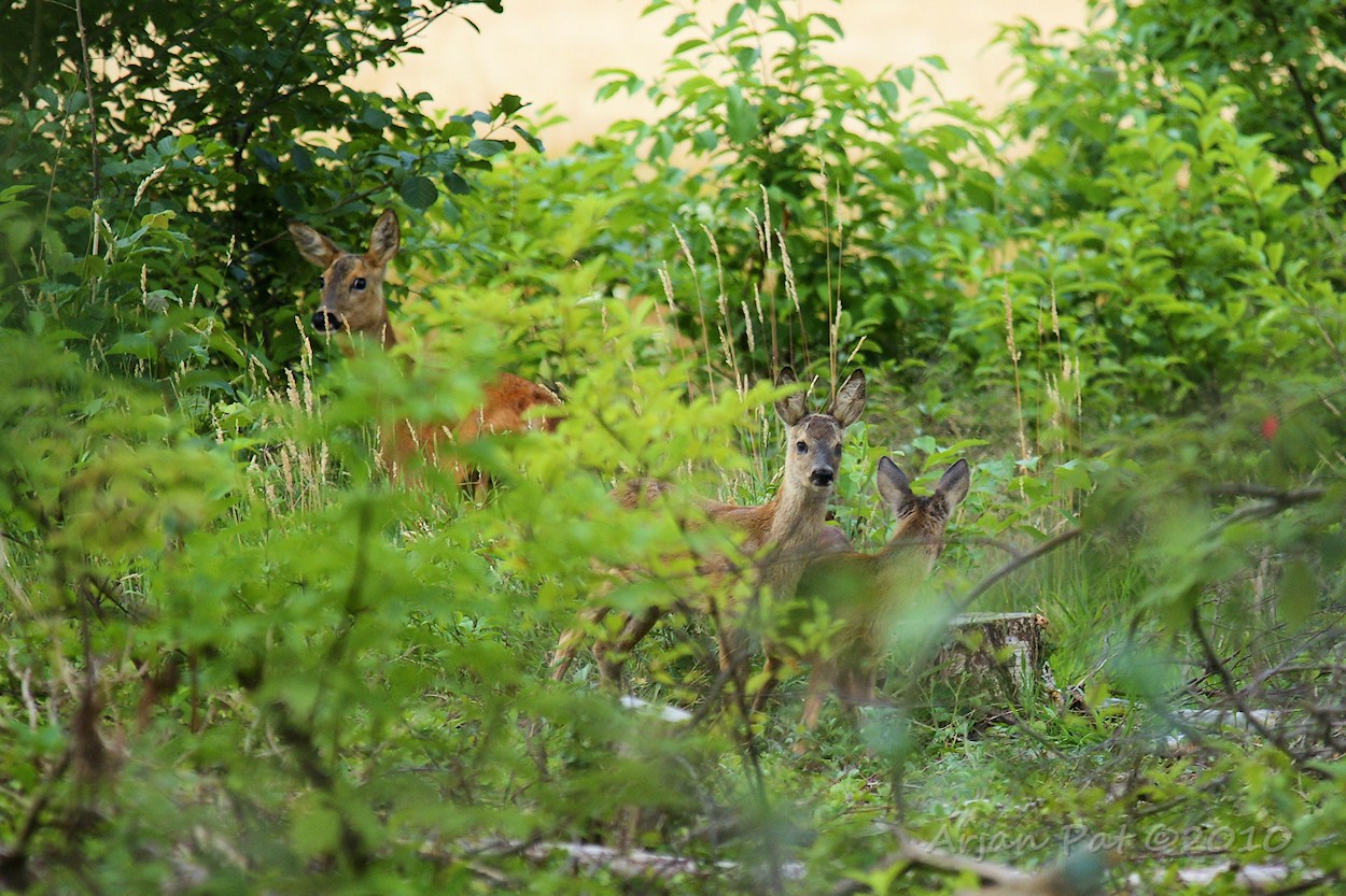 Reegeit met 2 kalfjes.