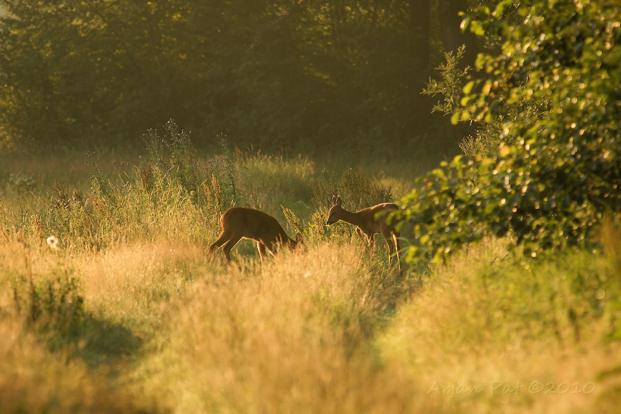 2 reegeiten, die ik tot op 20 meter besluipen kon (in 't open veld). Jammer alleen van 't tegenlicht.